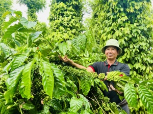 Vietnam’s coffee exports set new record despite price pressures