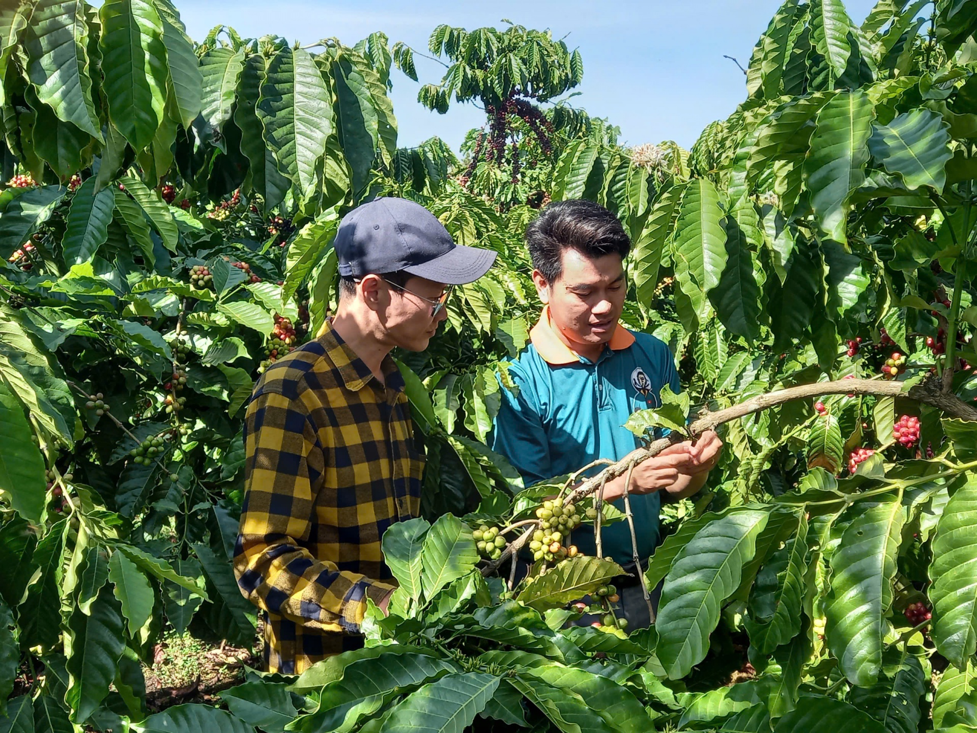 Voluntary Sustainability Standards pave way for Vietnam’s agricultural exports