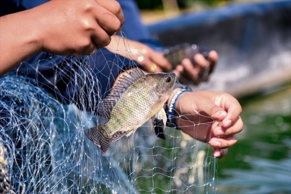 US-Vietnam partnership targets tilapia development and soy-based aquafeed trade