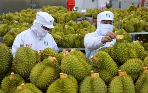 Fruit and vegetable exports surge ahead of Lunar New Year