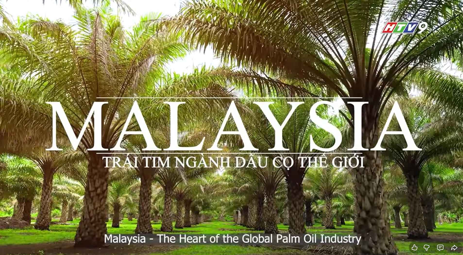 'The Palm Oil Story' explores Malaysia’s industry and global role