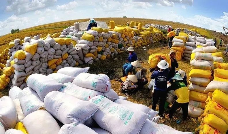 Vietnam forecasts rice exports of 7.73 million tonnes in 2026