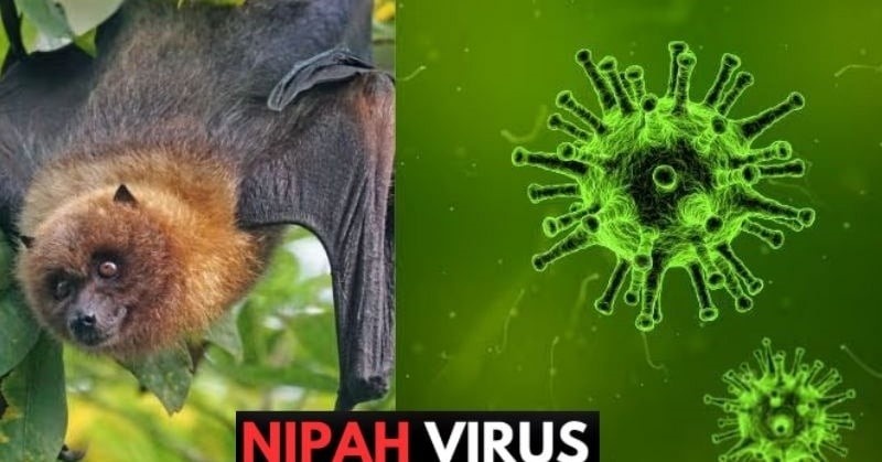 Hanoi intensifies airport monitoring amid Nipah disease risks