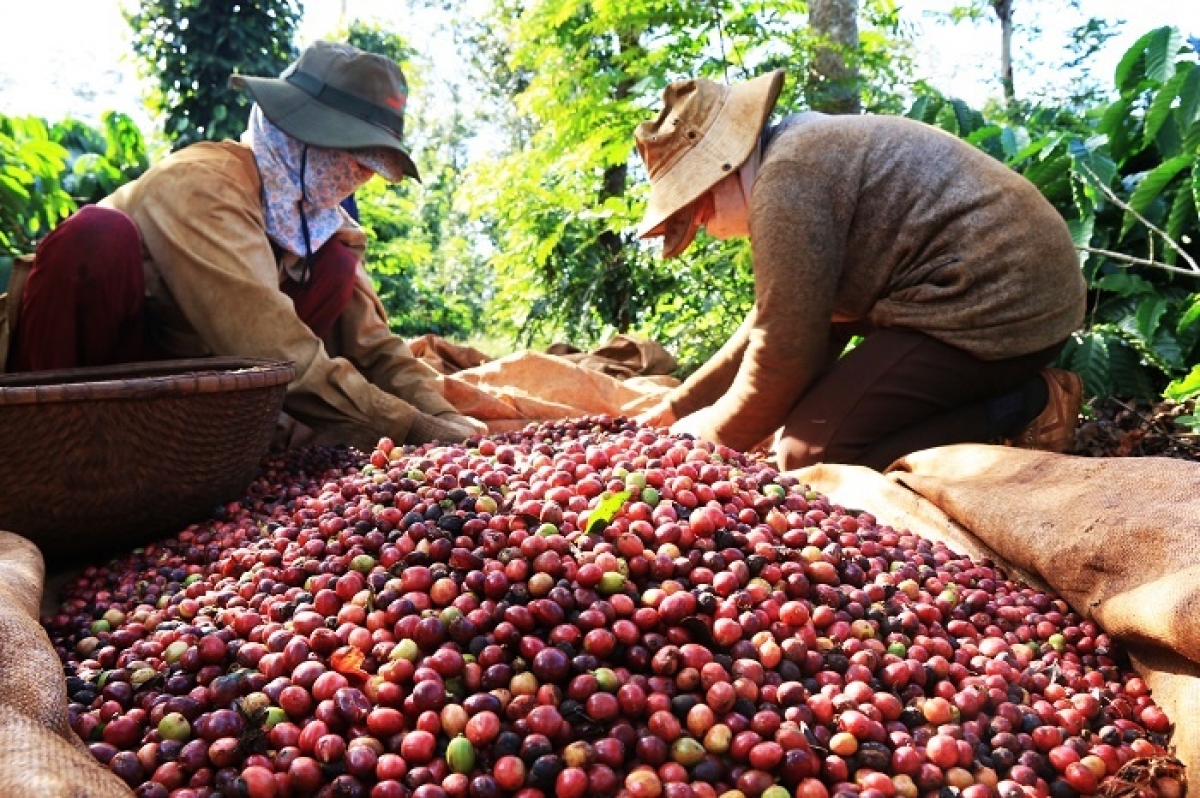 Middle East conflict raises risks for global coffee market