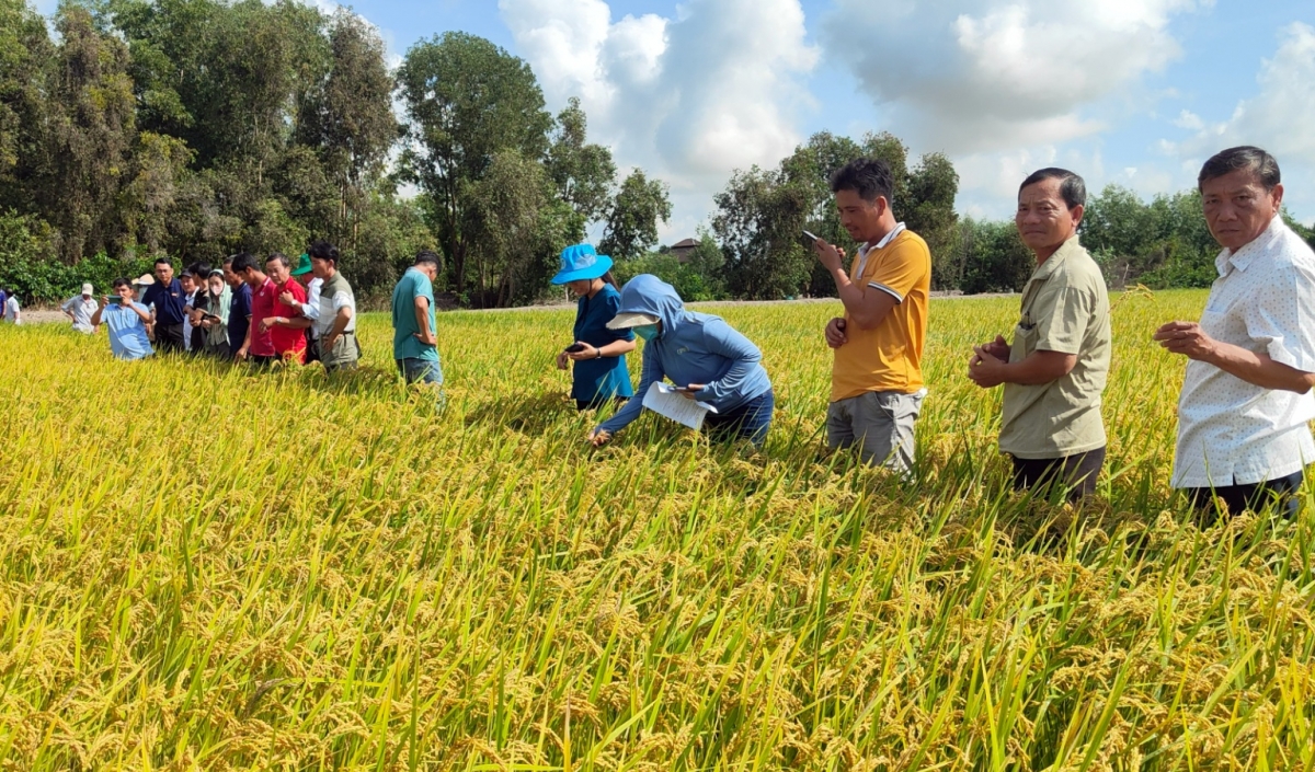 Partnership advances climate-smart rice value chains