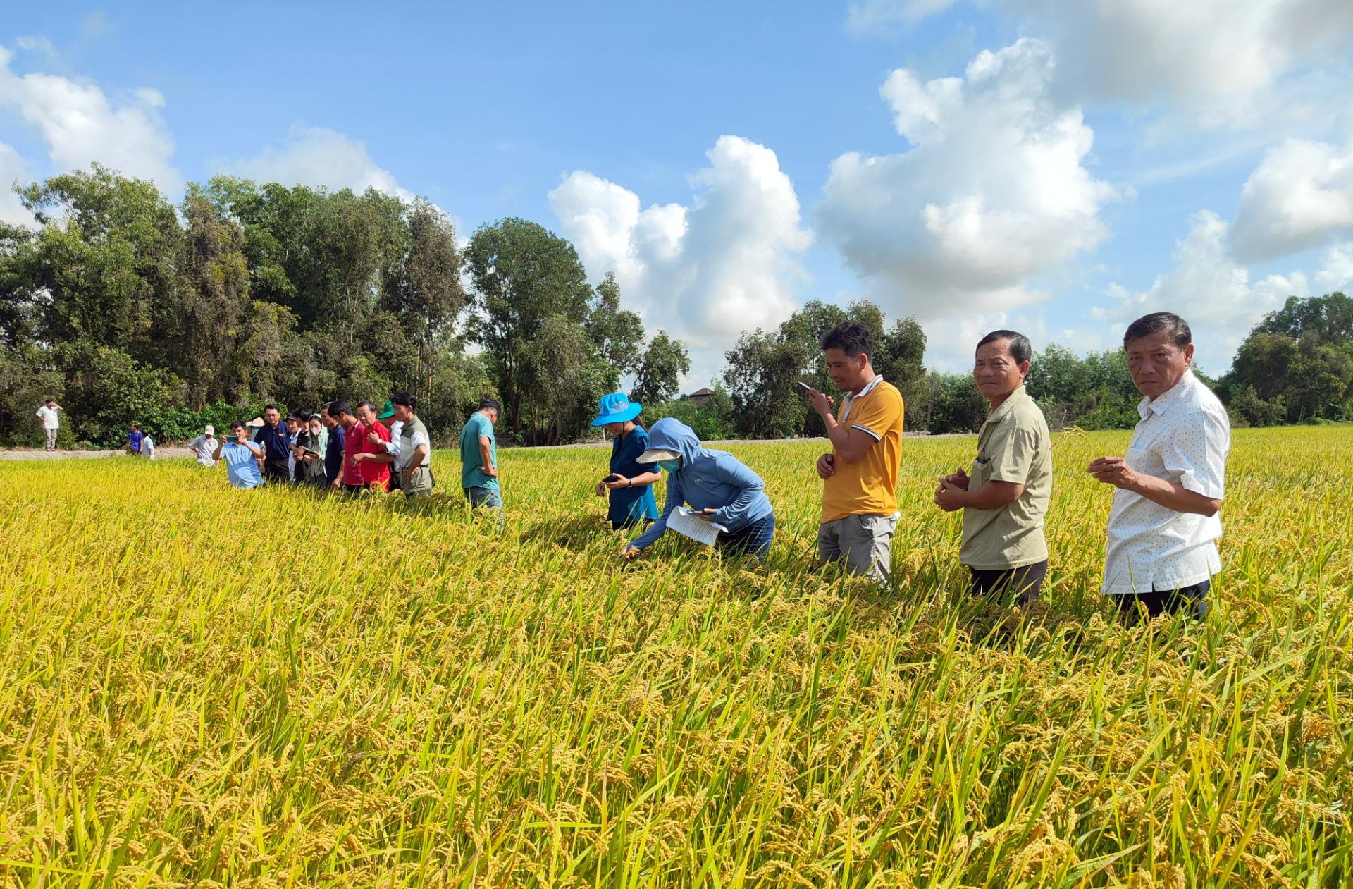 Partnership advances climate-smart rice value chains