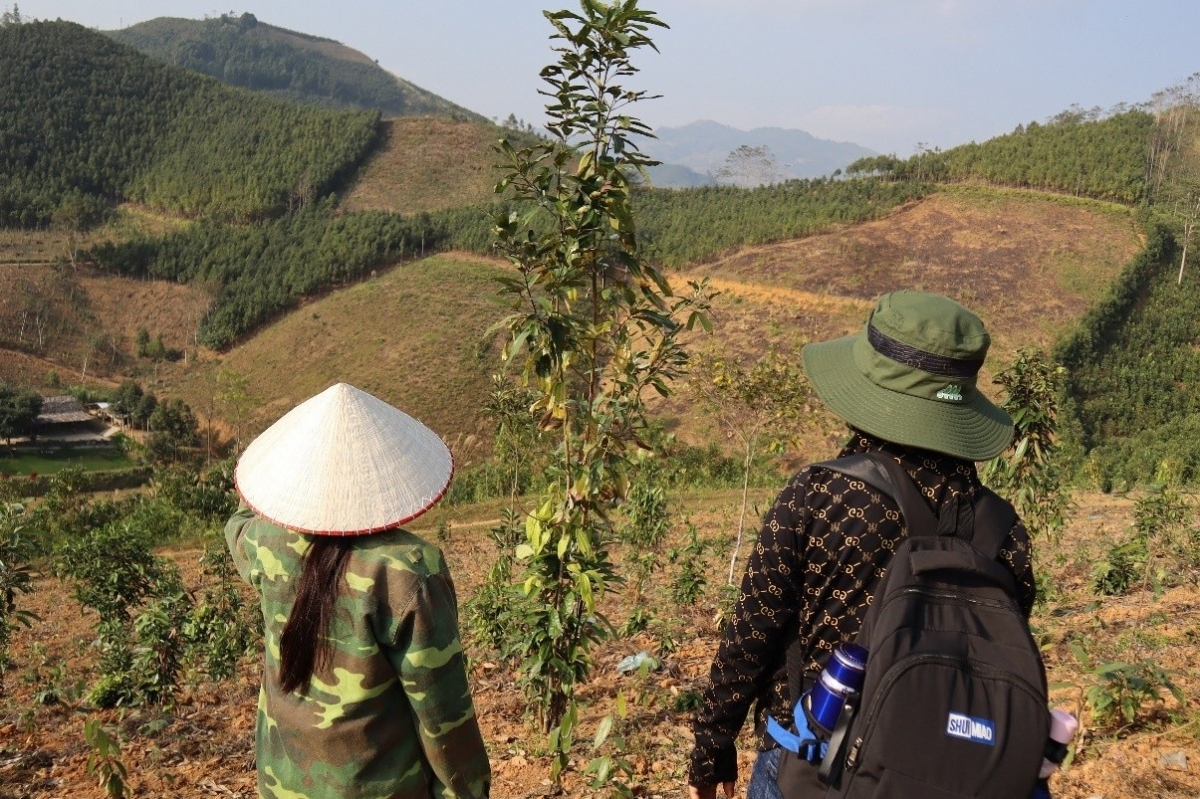 JICA secures GCF funding for Vietnam forest conservation project