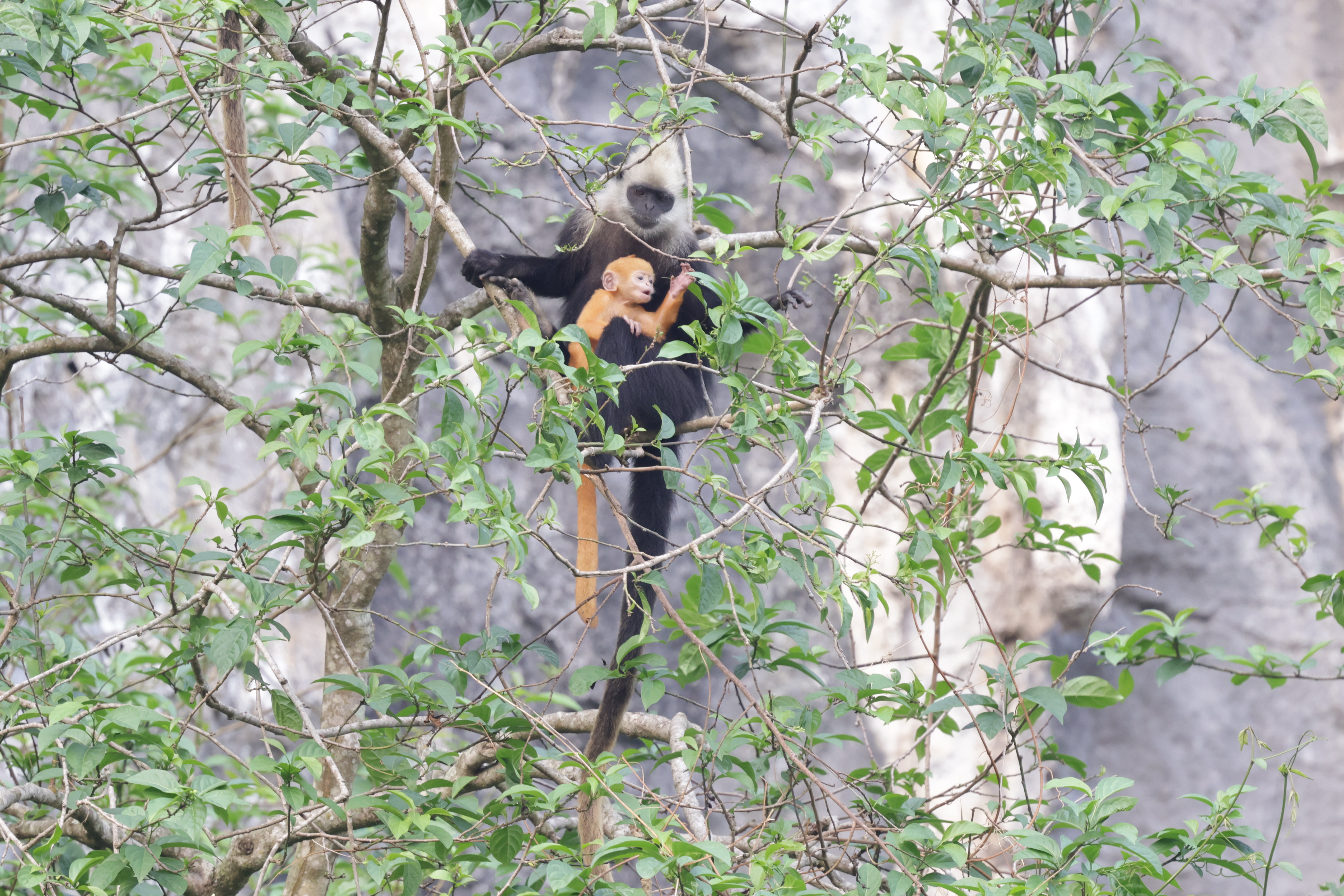 Technology supports white-headed langur conservation efforts