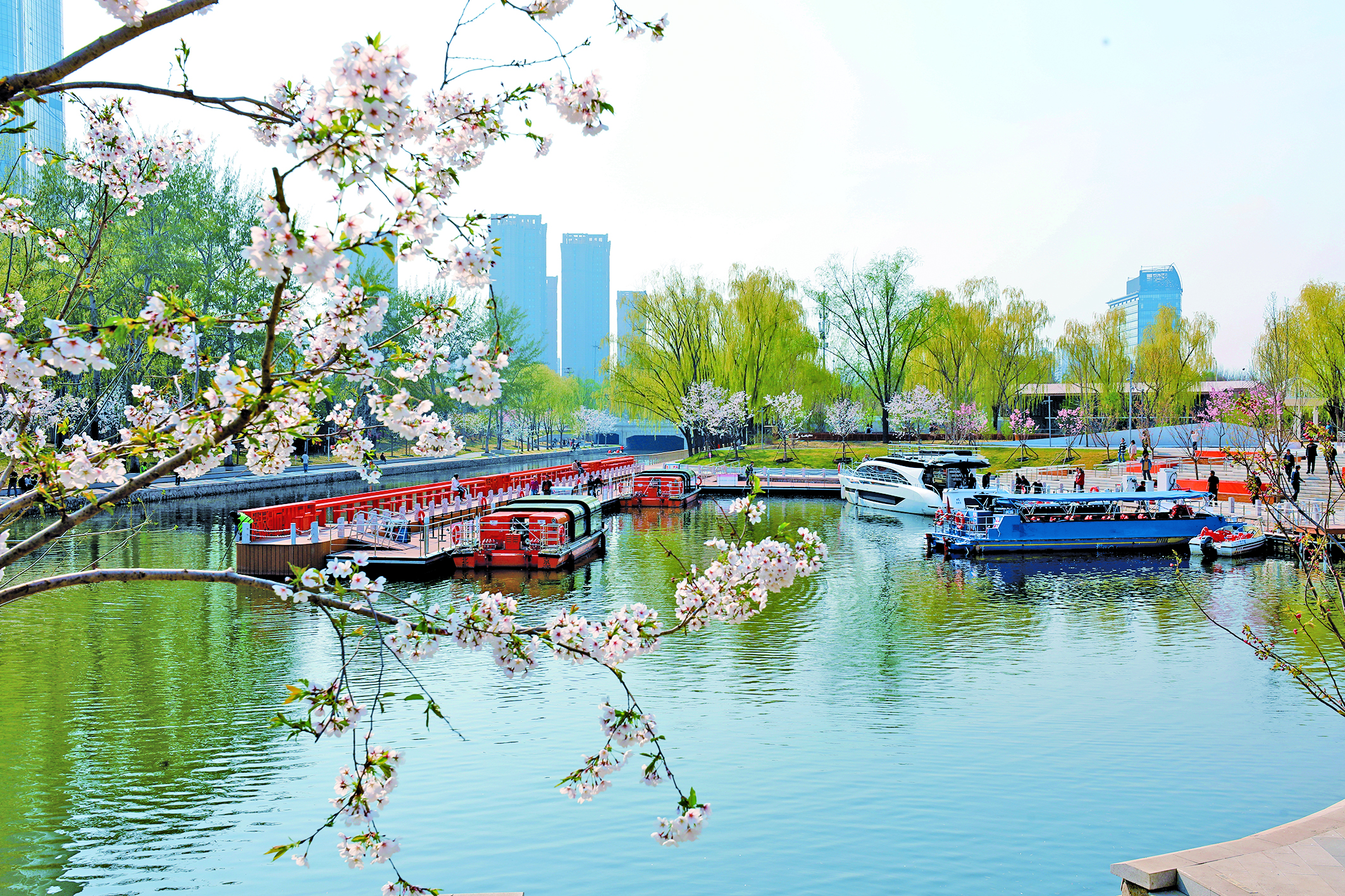 Chaoyang’s cherry blossom river draws spring crowds to new garden
