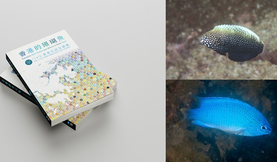 New field guide documents 422 Hong Kong reef fish species