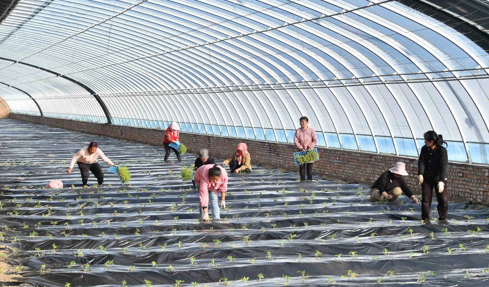 Chinese coal mine transitions to agricultural production