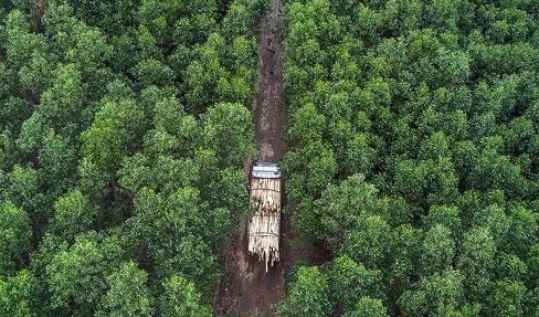 Government targets June for forest carbon credit negotiations