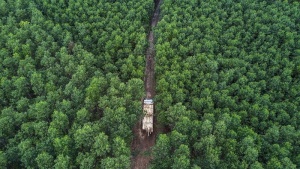 Government targets June for forest carbon credit negotiations