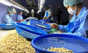 Vietnam's raw cashew imports hit record $943 million in April