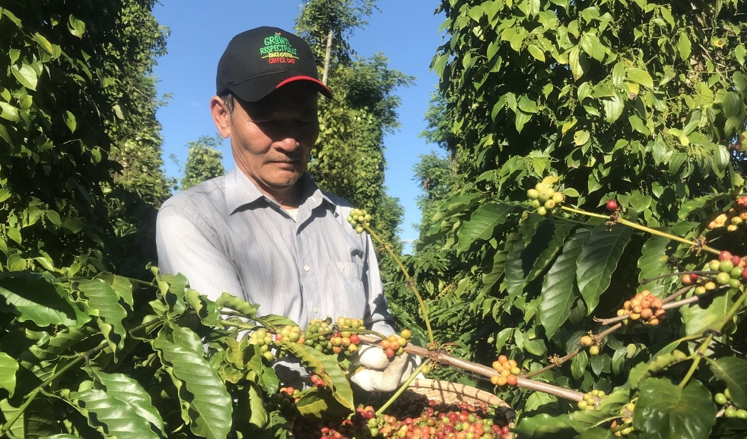 Coffee sector shifts to deep processing as export markets demand more