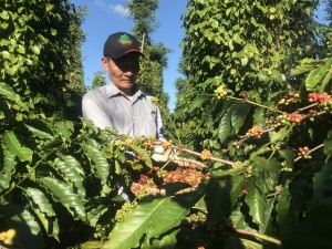 Coffee sector shifts to deep processing as export markets demand more