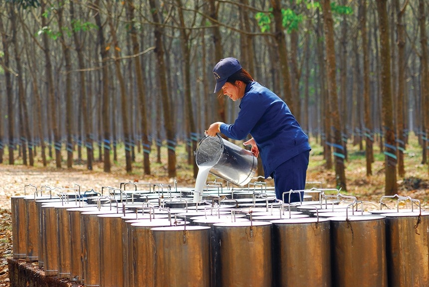 Rubber sector gains momentum from commodity rally and land windfall