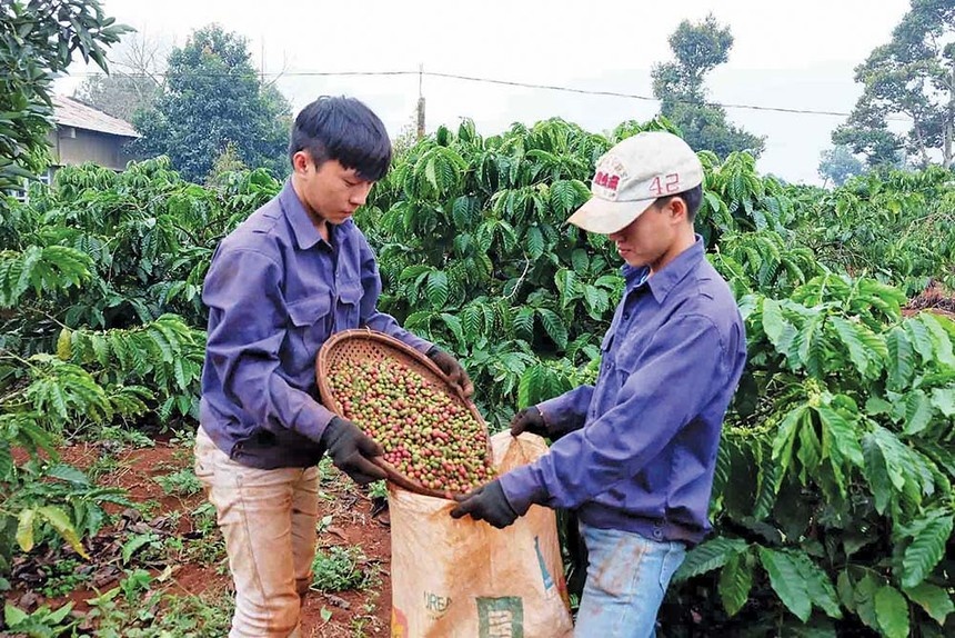 Willis and Global Parametrics deliver payouts to coffee farmers hit by storms