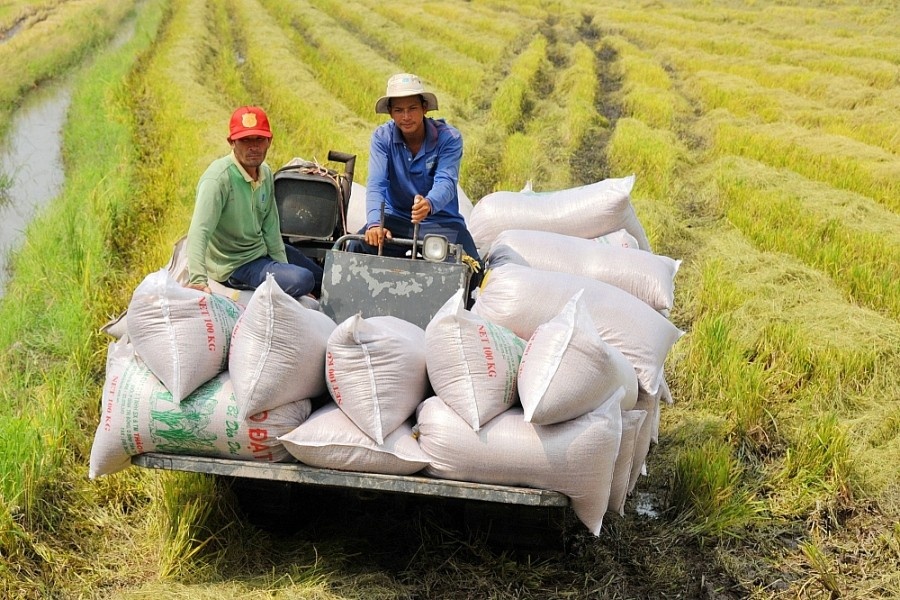 High-value rice finds its way to the export market