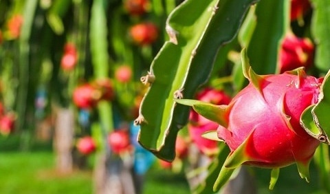 China boosts imports of Vietnamese produce