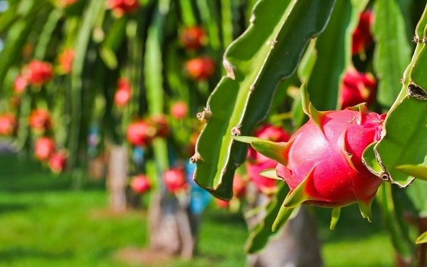 China boosts imports of Vietnamese produce