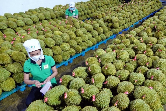 Vietnams agro-forestry-aquatic products export sees a soar in the first five months