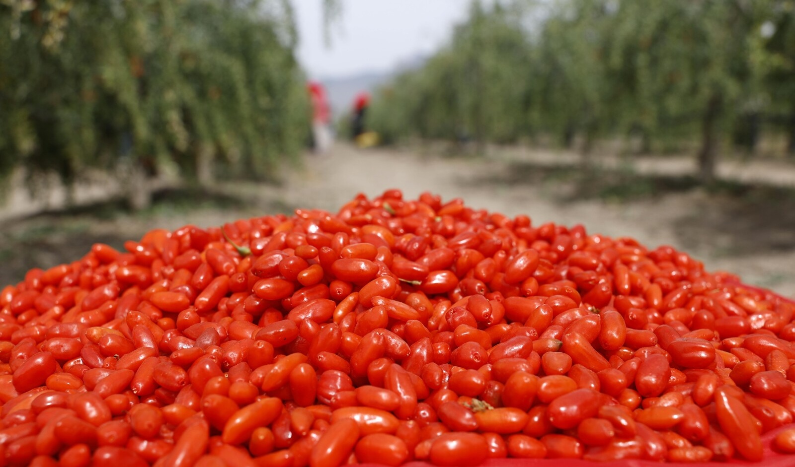 Ningxia goji berry industry undergoes global upgrade from ancient delicacy to international trend