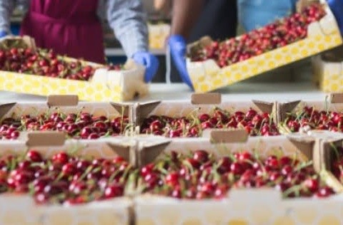 Vietnam and Chile work to remove barriers to fruit and meat trade