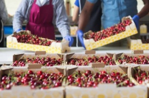 Vietnam and Chile work to remove barriers to fruit and meat trade