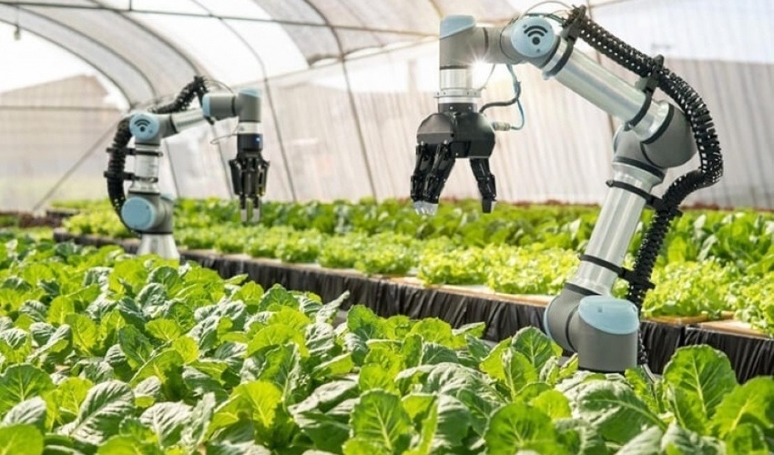 Ho Chi Minh City to establish seven high-tech agricultural zones
