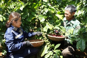 Regenerative agriculture helps Vietnamese coffee tackle green barriers