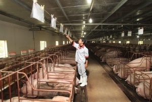 Dabaco reports a drop in net profit after tax in the first half of 2026