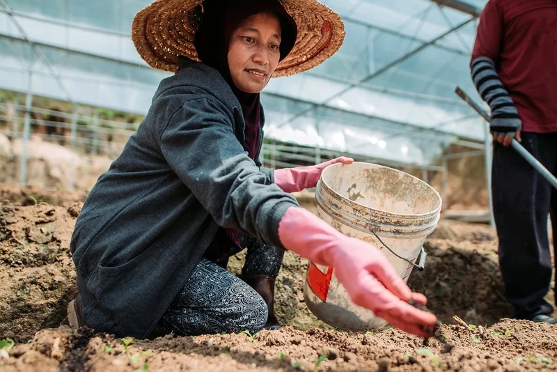 Beanstalk AgTech launches Monsoon Ventures for Southeast Asian agtech push
