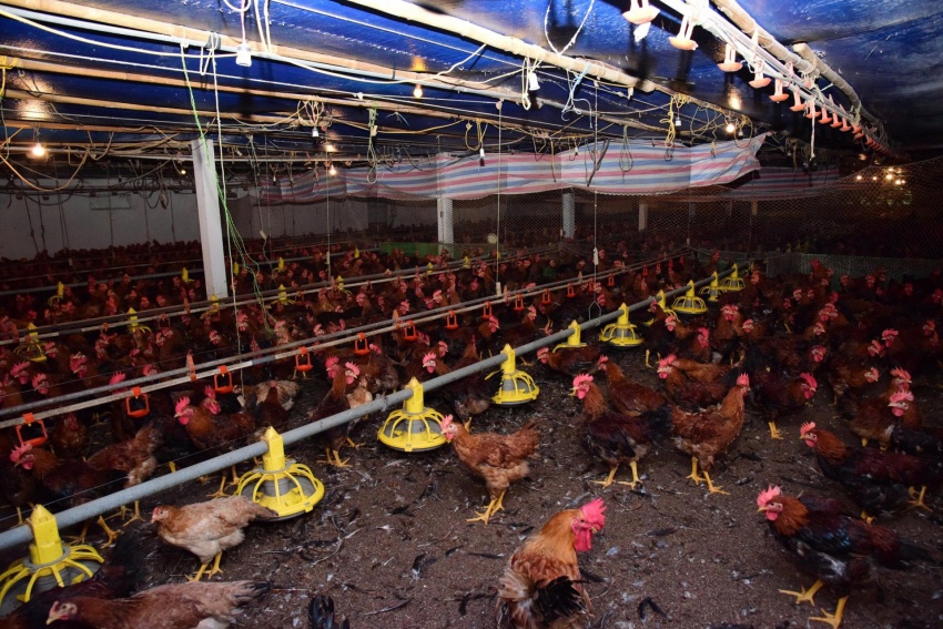 Japfa Vietnam builds a safe, efficient and sustainable livestock value chain