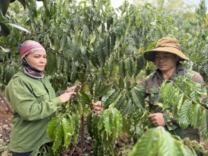 Dak Lak takes policy credit to the grassroots as lending surges