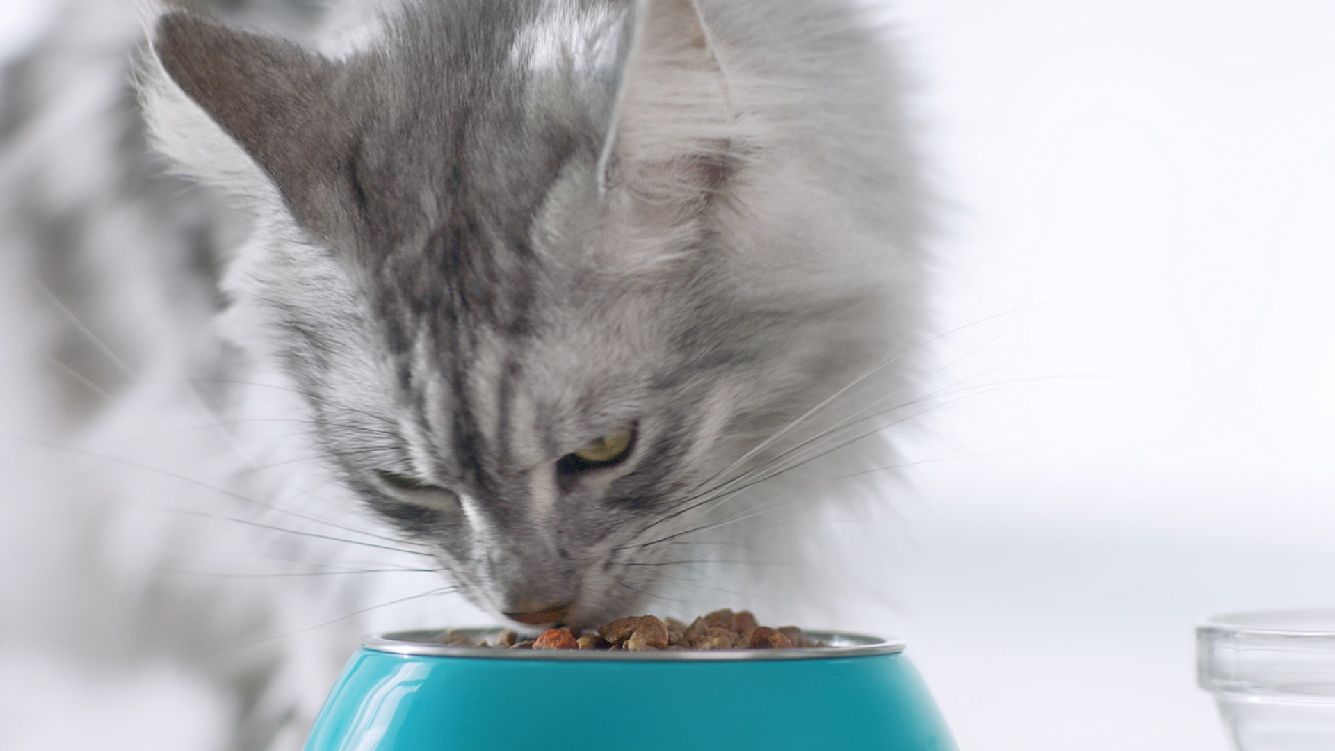 Nestlé PURINA to meet cat nutrition demand