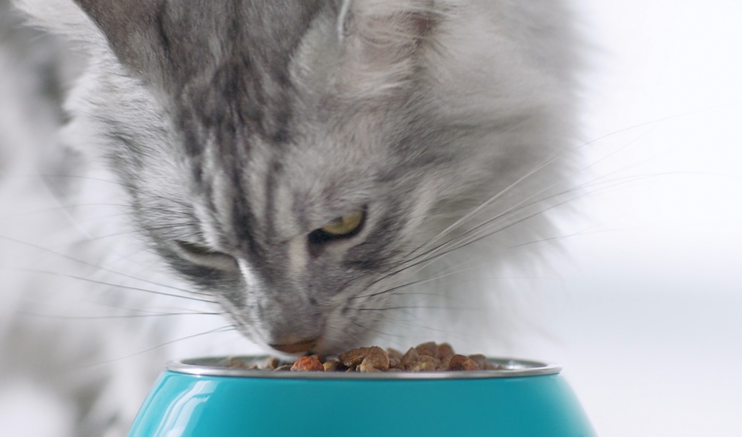 Nestlé PURINA to meet cat nutrition demand