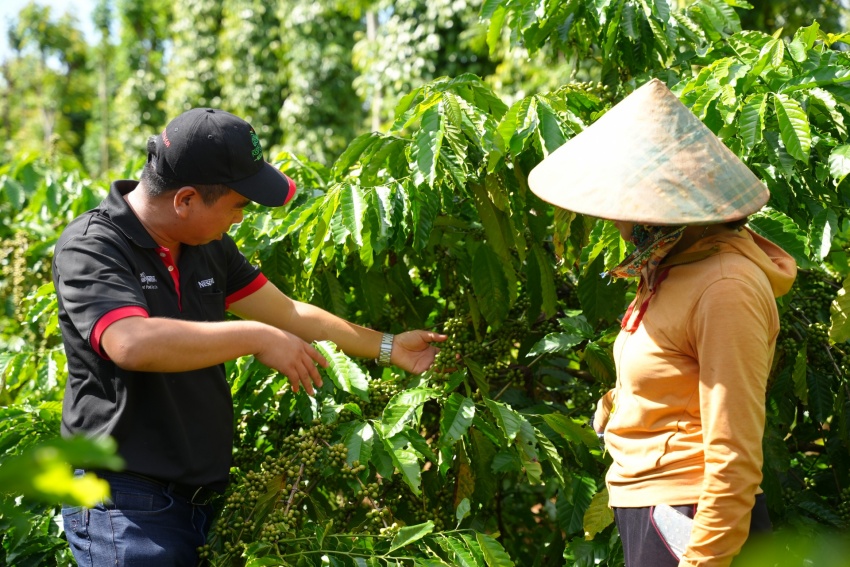 From coffee beans to value: Building a more sustainable coffee industry in Vietnam