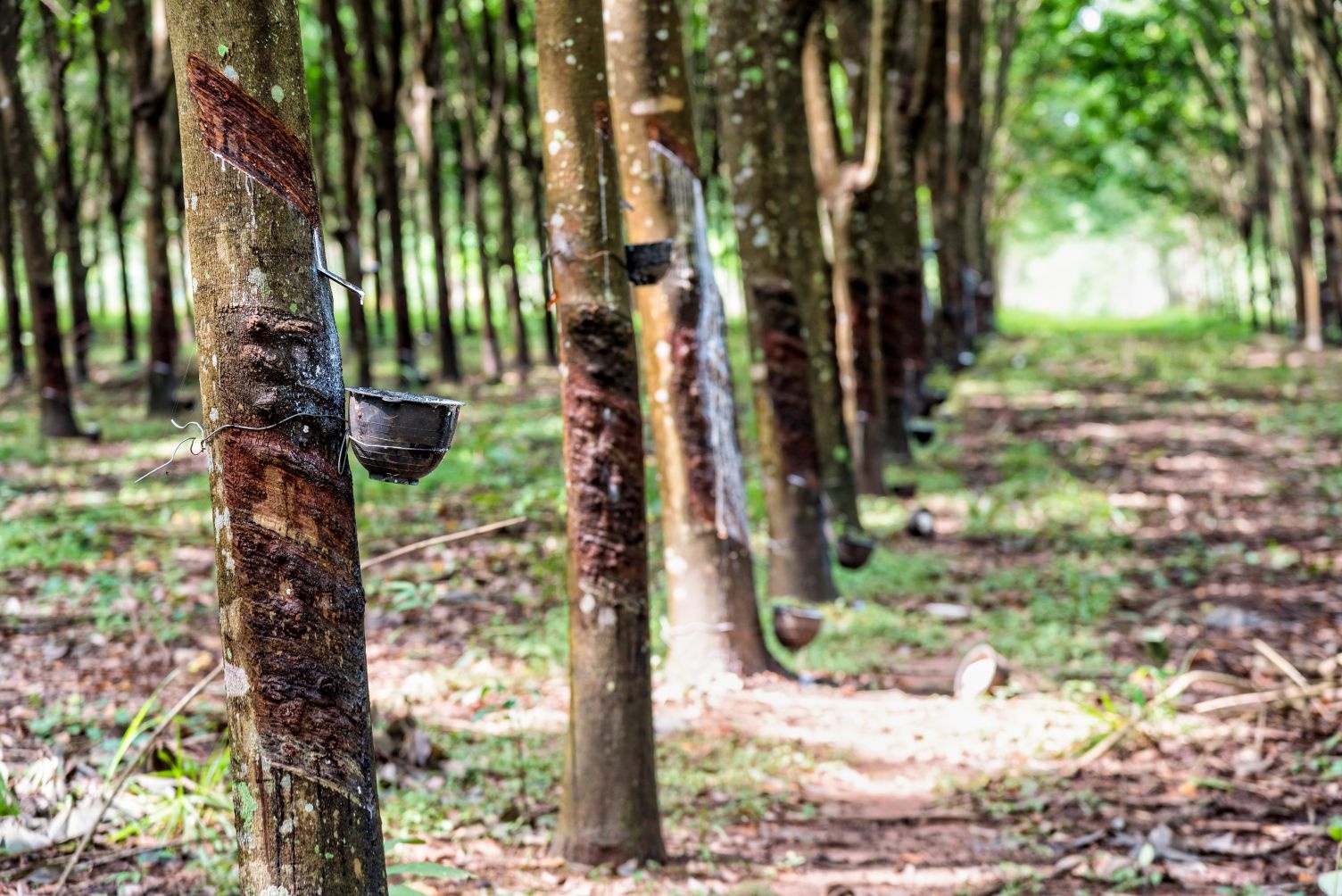 In the first six months of 2021, rubber exports reached $714,319 tonnes