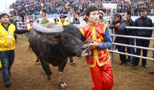 First-ever buffalo fighting fest opens in Hanoi