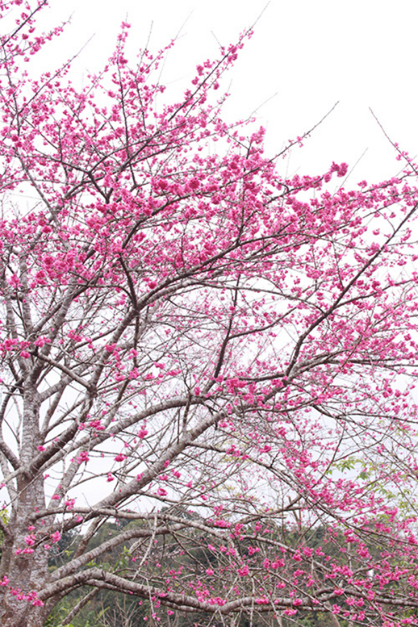 Getting lost in Dao Hoa cherry blossom festival