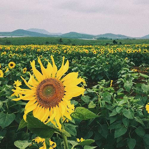 largest sunflower valley in vietnam magnetised tourists