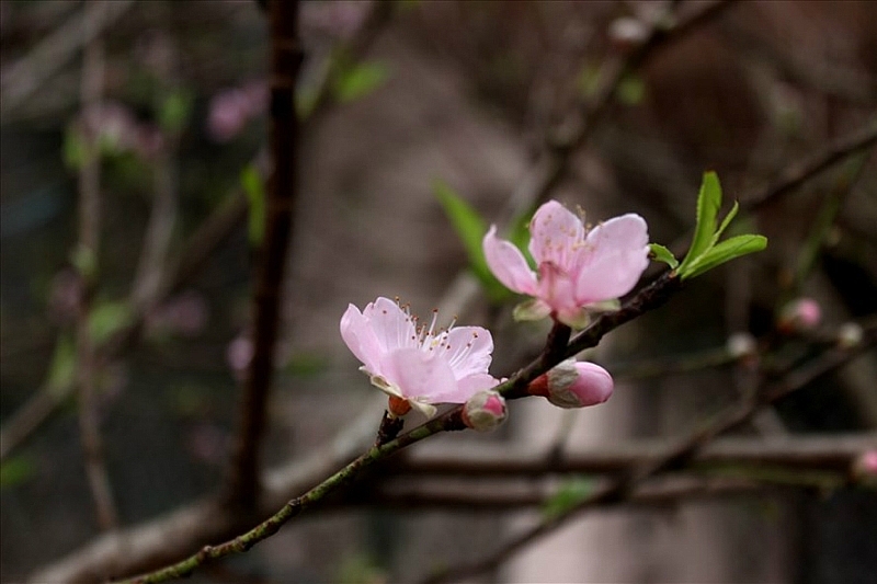 hanoi abloom with cherry blossoms on the heels of lunar new year