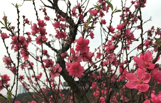 Hanoi abloom with cherry blossoms on the heels of Lunar New Year