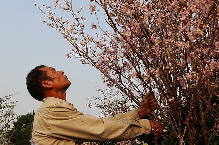 haiphong city graced with nearly 1000 japanese sakura