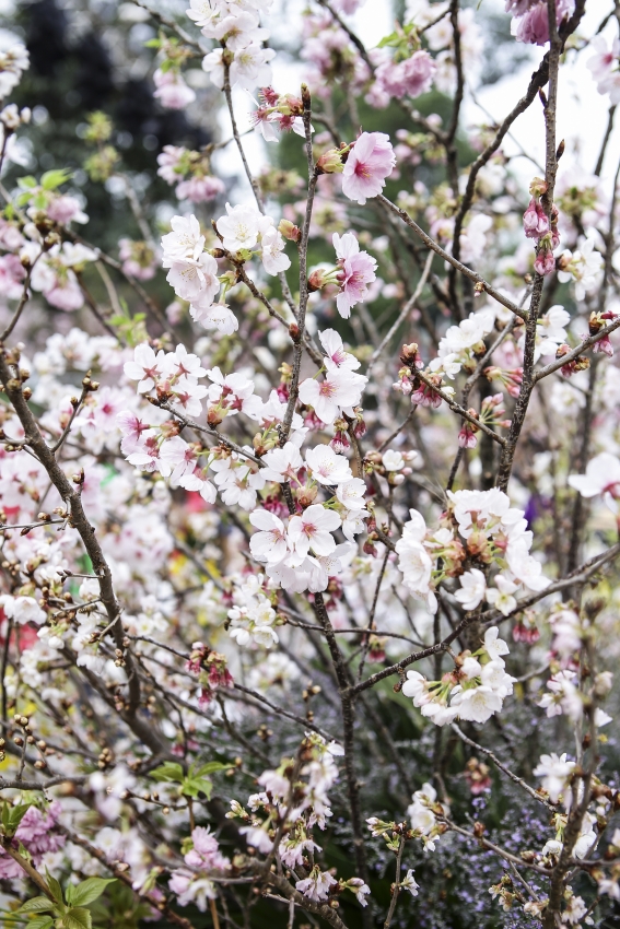 10 thousand cherry blossoms adorn hanois central park