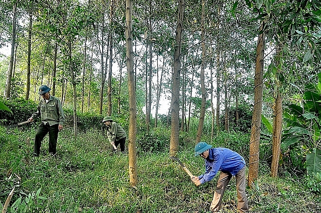 Vietnam approves sustainable forestry development programme by 2025