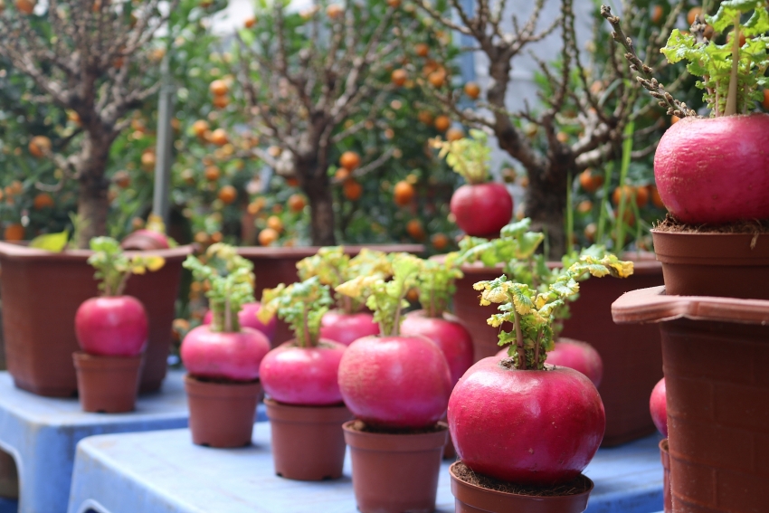 welcoming tet the year of rat