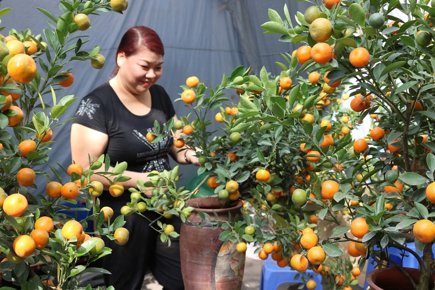 welcoming tet the year of rat