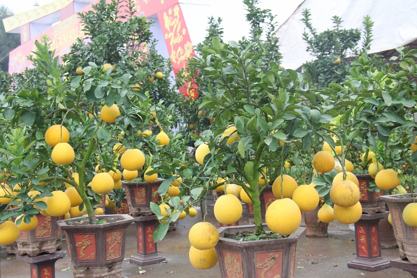 welcoming tet the year of rat